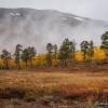 Brouillard dans le parc d'Abisko