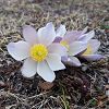 Anemone printaniere