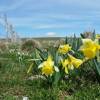 Le printemps renait dans le Parc Naturel d'Aubrac