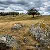 Aubrac en t