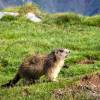 Une jeune marmotte vient nous voir