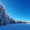 Petite pause pour admirer les sapins gels prs de la domerie d'Aubrac