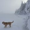 Mon chien qui s'amuse dans la neige en bas du Puy de Gudette