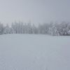 Les sapins en bord de route sur le plateau 