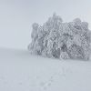 Dans le silence et le froid du Parc Naturel Rgional d'Aubrac