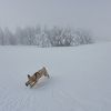Mon chien qui court partout dans la neige