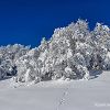 Il fait un grand soleil mais avec - 10 degrs la neige reste accroche aux arbres