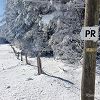 Je continue de suivre le balisage jaune pour terminer ma balade en raquettes  neige 