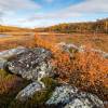 Des couleurs extraordinaires durant l'automne en Laponie