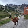 La(ma) Mongie Tourmalet
