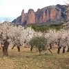 Les amandiers des Mallos de Riglos