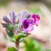 Pulmonaire dans les Pyrnes