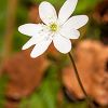 Hepatica nobilis