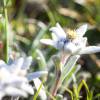 Edelweiss dans les Alpes