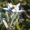 Edelweiss près du lac Noir dans les Alpes