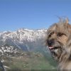 Le Bergons