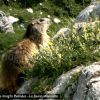 Marmotte
