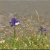 Composition florale