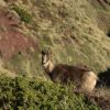 Isard au Cuchet de Garay