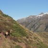 Isard au Cuchet de Garay