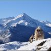 Le pic du Midi d'Arrens