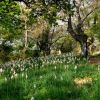 Bois fleuri