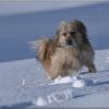 Chasse aux boules de neige