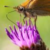 Macro 2009 - 3