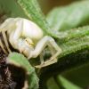 Macro 2009 - 5