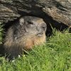 La marmotte est un animal curieux