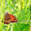Macro 2010 Papillon