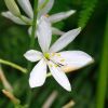 Fleur sur la Montagne Fleurie