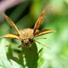 Papillon