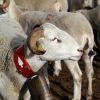 Moutons des Pyrnes