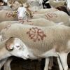 Moutons des Pyrnes