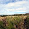 Aubrac