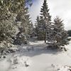 Aubrac sous la neige