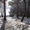 Neige sur le plateau de l'Aubrac