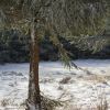 Arbre sur le plateau de l'Aubrac