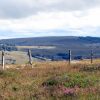 Randonne sur Aubrac