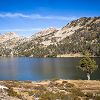Un bel arbre  ct du lac d'Aumar
