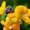 Macro insecte