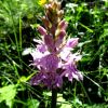 Fleur des Pyrnes Orchis