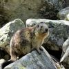 Marmotte en juin au Lac du Lauvitel en Isre