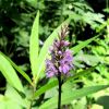 Fleur ramasse lors de la randonne au Lac du Lauvitel dans les Alpes