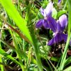 Violettes printanires en Aubrac
