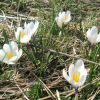 Crocus: Fleurs d'Aubrac en Lozre Col de Bonnecombe et Lac de Born