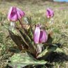 Fleurs d'Aubrac en Lozre Col de Bonnecombe et Lac de Born