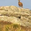 Mouflon dans le Caroux