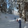 Ski de fond dans la fort sur le domaine de Payolle